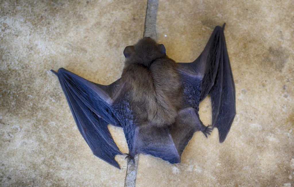 Une mystérieuse maladie fait 50 victimes en République Démocratique du Congo