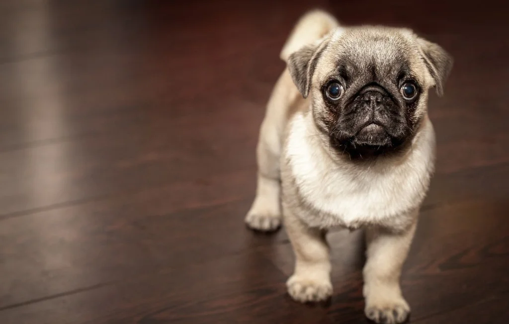 Vol audacieux de deux chiots dans une animalerie du Colorado