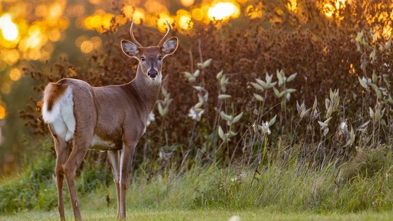 cerf à queue blanche au coucher du soleil