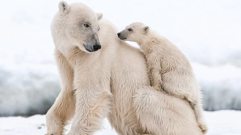 ours polaire et bébé