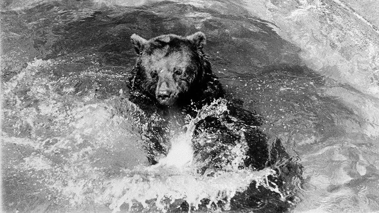 Smokey Bear au Zoo National