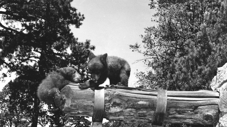 Smokey Bear jouant avec un autre ourson