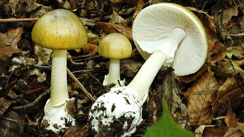 champignons mortels
