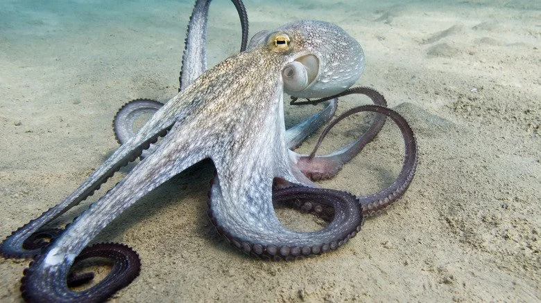 Octopus