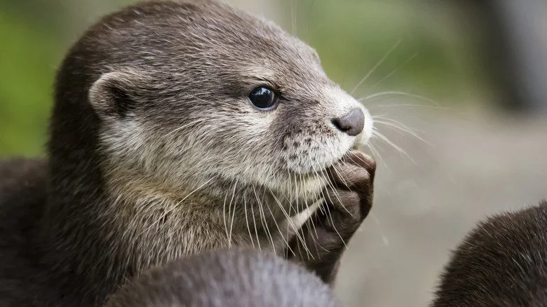 Un loutre mignonne