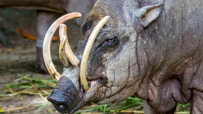 Babirusa avec de grands crocs incurvés