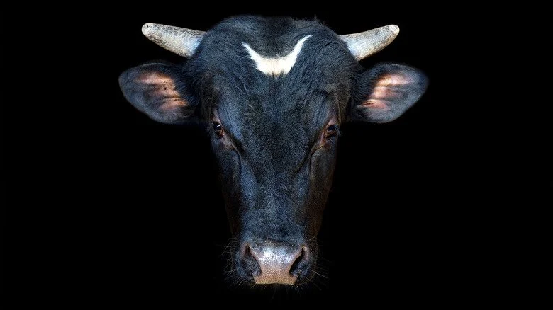 close up cow bull