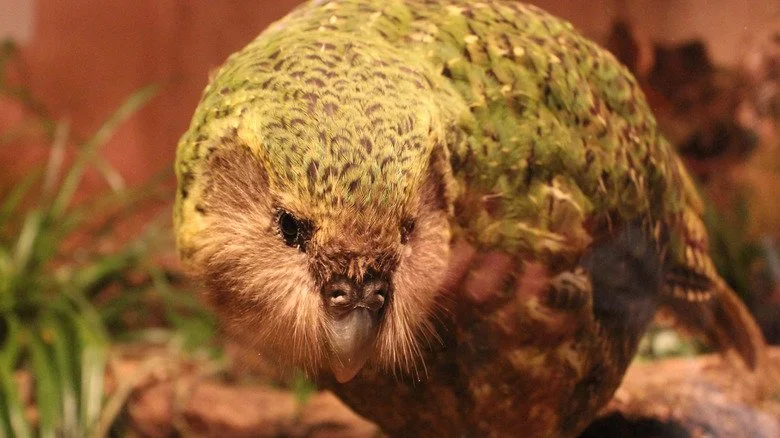 kakapo essayant de se cacher