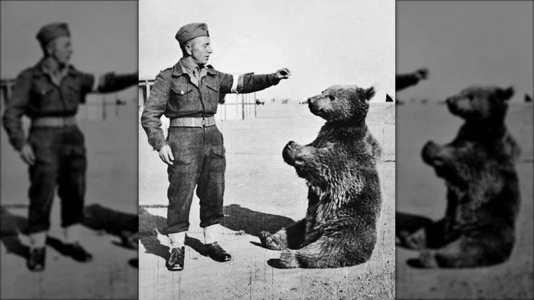 Wojtek l'ours assis devant un soldat
