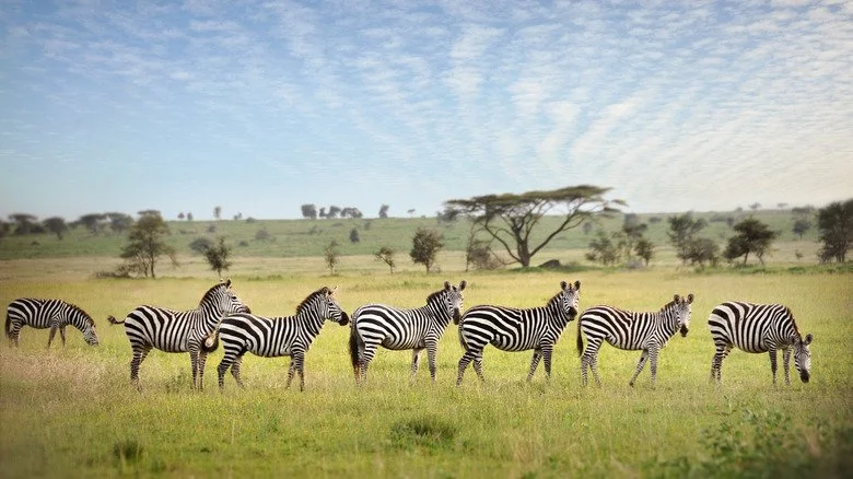 Un troupeau de zèbres dans une plaine en plein jour