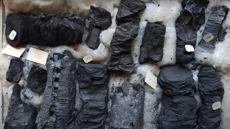 Rolls of charred papyrus