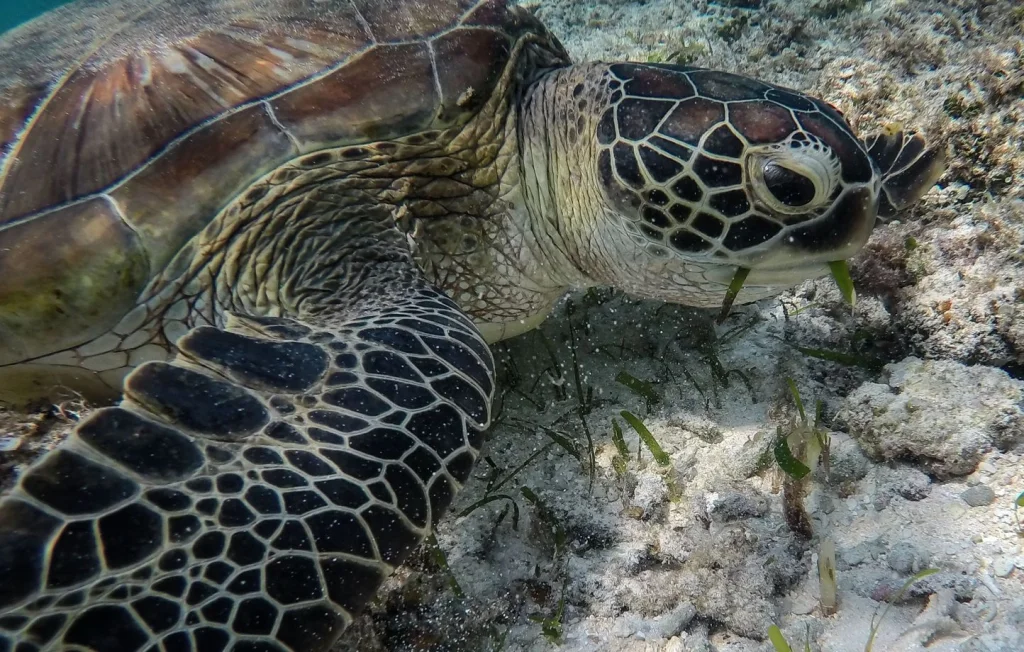 Braconnage à Mayotte : un homme arrêté avec 70 kg de viande de tortue