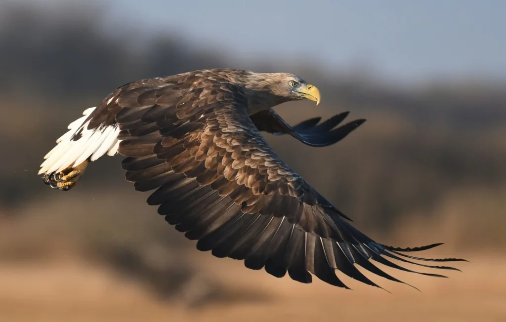 Chasseur condamné pour avoir tué un aigle protégé en Isère
