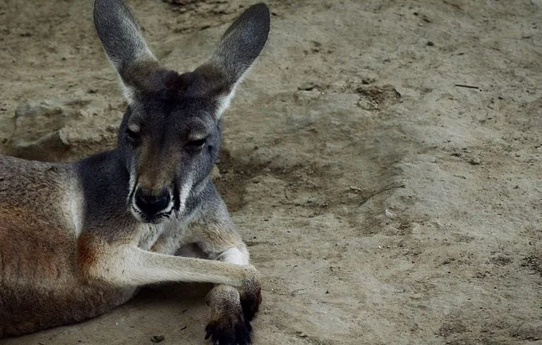 Chien et kangourou : une rencontre insolite sur une plage australienne