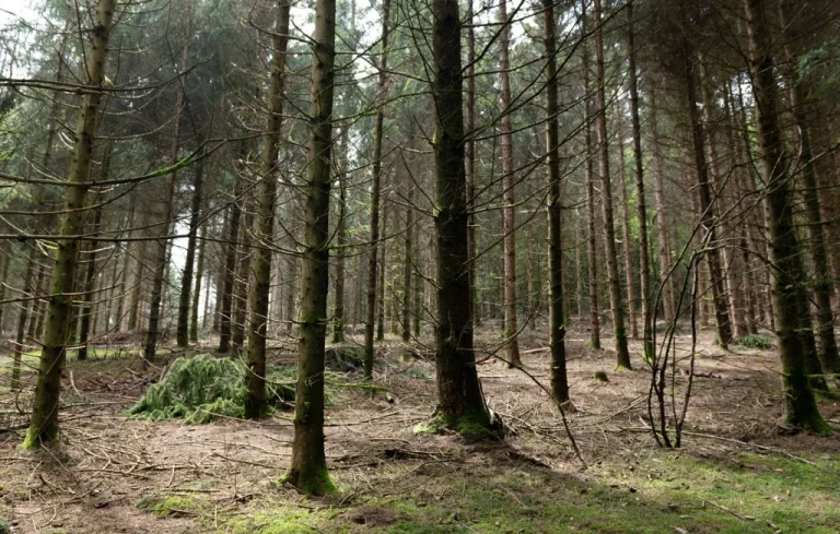 Comment protéger les forêts franciliennes face au dépérissement ?