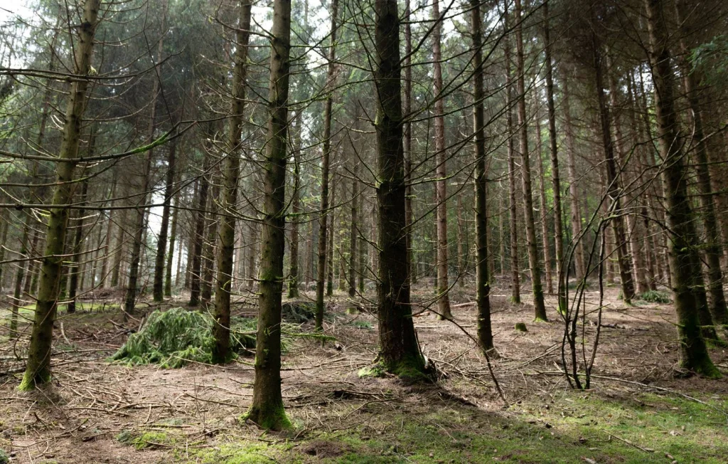 Comment protéger les forêts franciliennes face au dépérissement ?