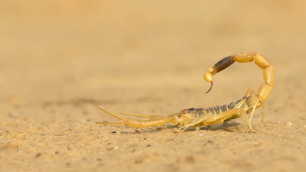 Découvrez le scorpion le plus venimeux au monde