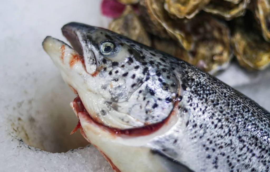 Des députés demandent un moratoire sur les fermes-usines à saumons