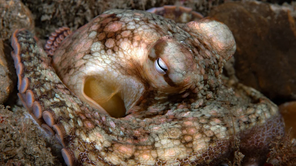 Faits Effrayants Sur Les Animaux Qui Vous Tiendront Éveillé