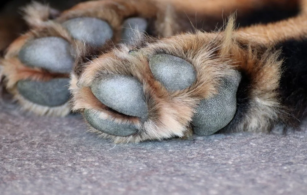 Femme noie son chien dans les toilettes d'aéroport en Floride