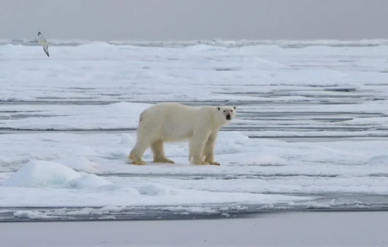 Fonte des glaces : records alarmants en Arctique et Antarctique