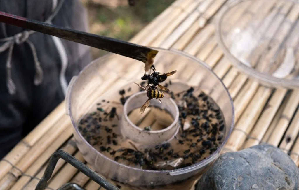 Frelon asiatique : Comment piéger les reines efficacement