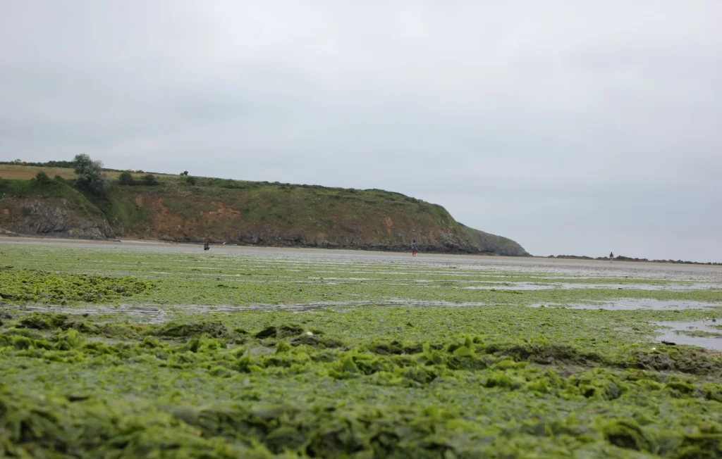 Justice critique l'État sur les marées vertes en Bretagne