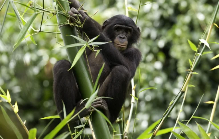 Kanzi, le bonobo communicateur, s&rsquo;éteint à 44 ans