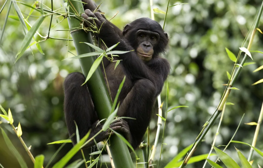 Kanzi, le bonobo communicateur, s'éteint à 44 ans