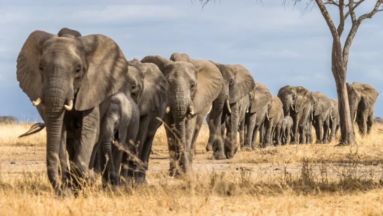 La Queue de l&rsquo;Éléphant : Bien Plus Qu&rsquo;un Simple Accessoire