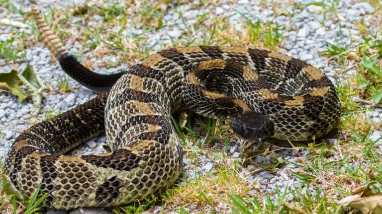 La tragédie du pasteur pro-snake handling : un croyant jusqu&rsquo;à la mort