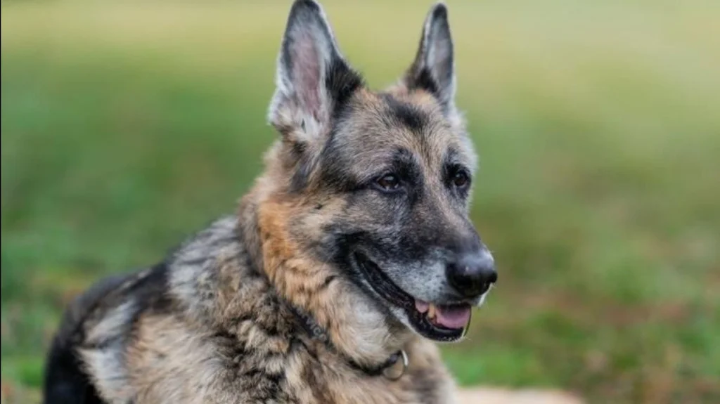 La Triste Disparition de Champ Biden, le Berger Allemand