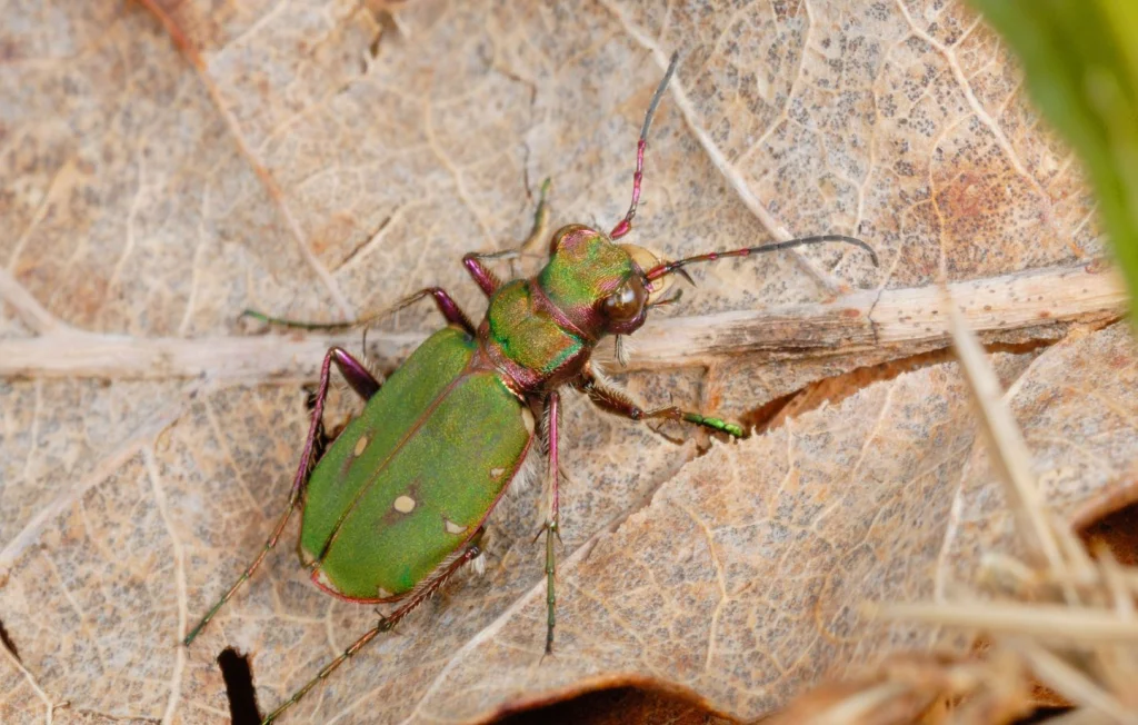 La fascinante cicindèle champêtre : un maître du camouflage