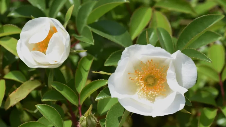 La légende de la rose des Cherokee : force et résilience