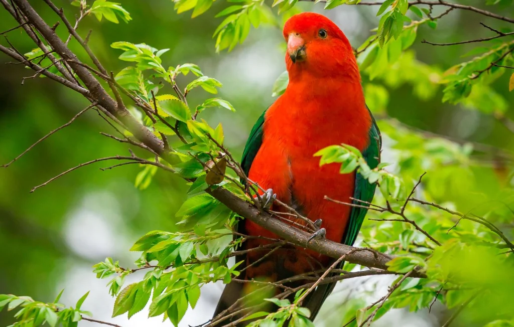 La perruche royale : un oiseau agile d'Australie