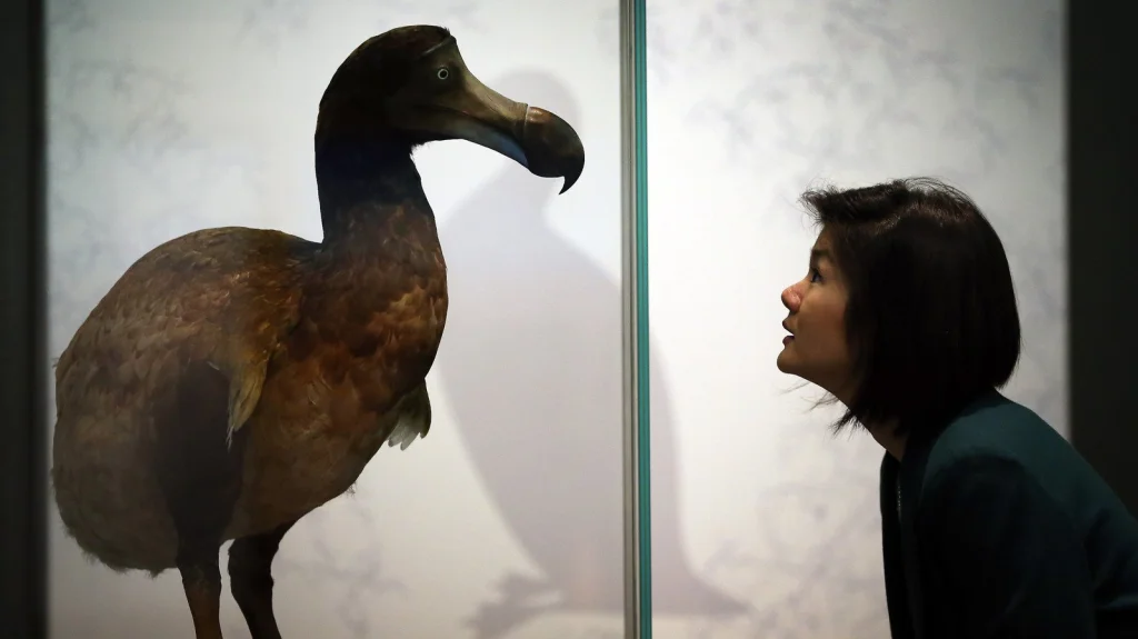 La vérité cachée sur le dodo : un oiseau sous-estimé