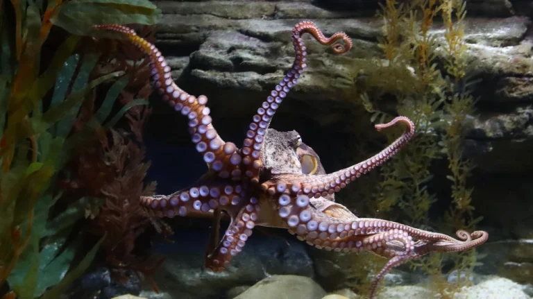 Le Plus Grand Pieuvre Jamais Filmé dans l&rsquo;Océan Pacifique