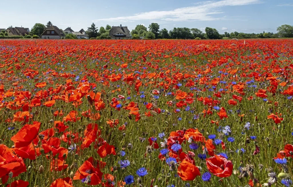 Le Printemps Météorologique Débarque en France cette Semaine