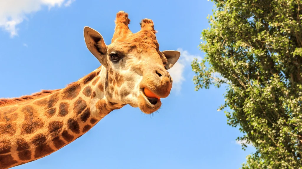 Le Temps Surprenant que les Girafes Dorment Chaque Jour