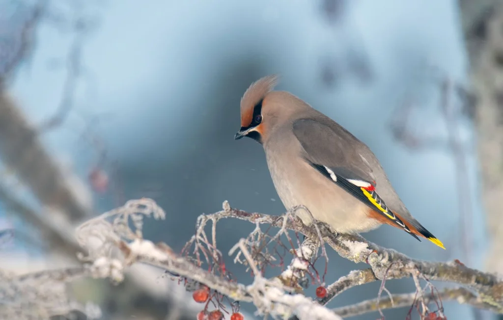 Le jaseur boréal : un oiseau fascinant de la taïga