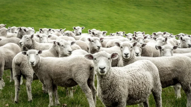 Le mystère de la Grande Panique des Moutons de 1888