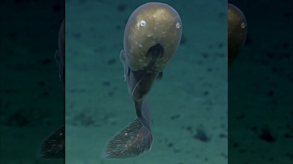 Le poisson sans visage : un mystère des profondeurs marines