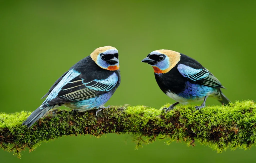 Le tangara : des oiseaux colorés fascinants à découvrir