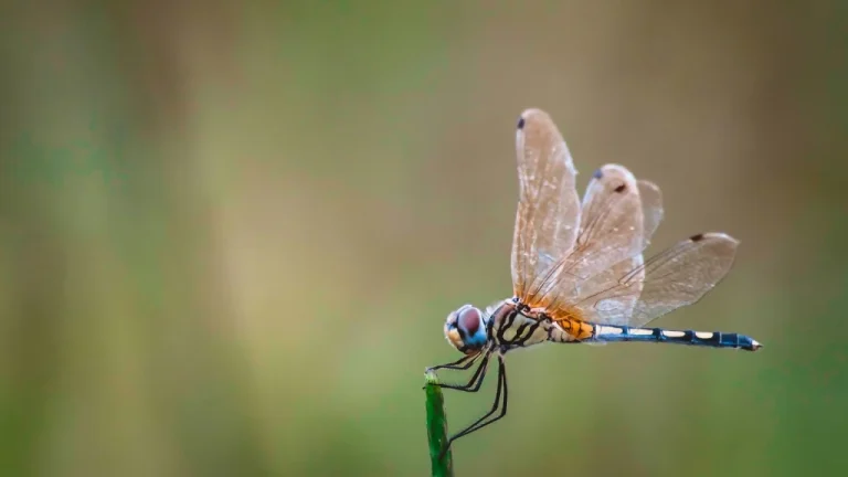 Les Ailes des Libellules Changent de Couleur à Cause du Climat