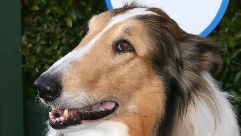 Les Chiens les Plus Célèbres de l&rsquo;Histoire