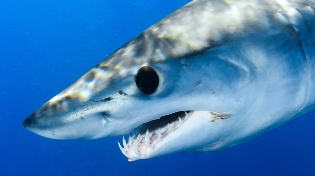Les Mako Sharks : Les Prédateurs Aquatiques les Plus Rapides