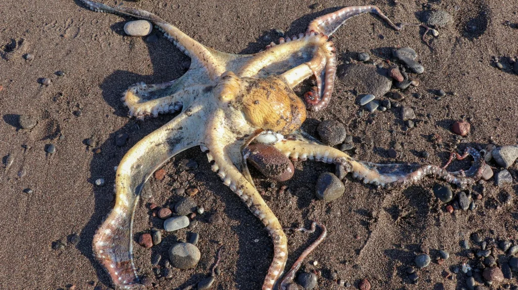 Les Octopuses: Ces Créatures Qui Marche Sur La Plage