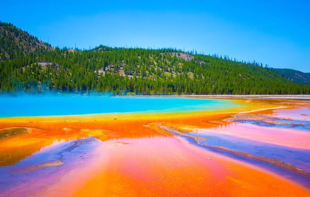 Les merveilles colorées de la nature : un tableau vivant