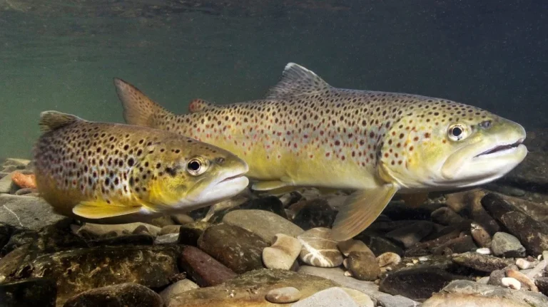 Les poissons drogués : une réalité inquiétante