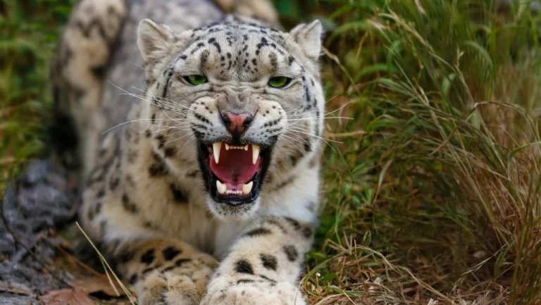 Les zookeepers morts tragiquement au travail